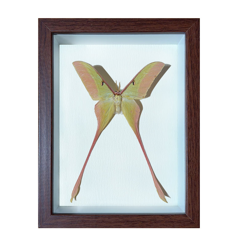 Actias dubernardi  Handmade Butterfly Specimen Frame