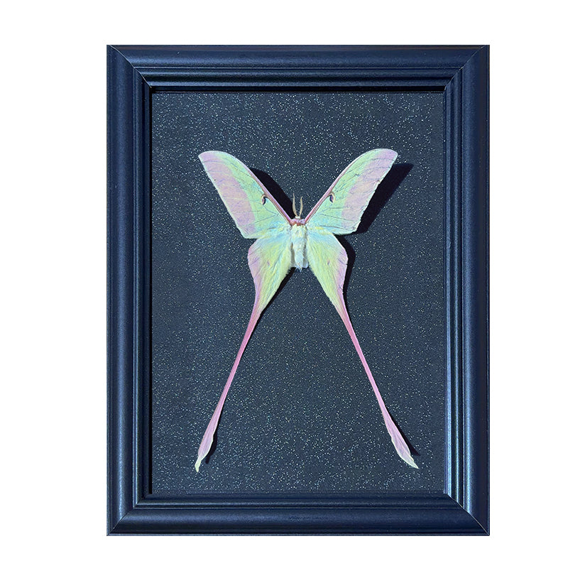 Actias dubernardi Handmade Butterfly Specimen Frame