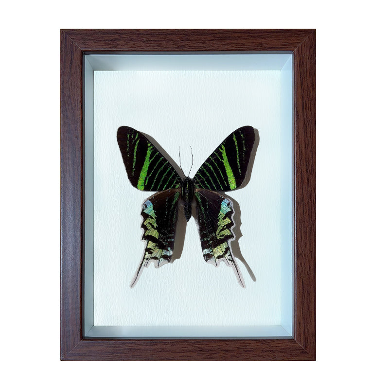 Actias luna Handmade Butterfly Specimen Frame