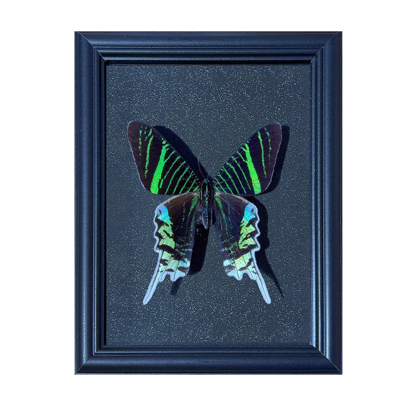 Actias luna Handmade Butterfly Specimen Frame