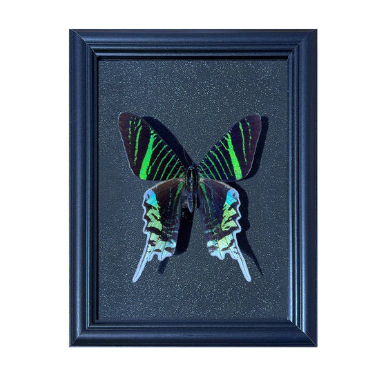 Actias luna Handmade Butterfly Specimen Frame