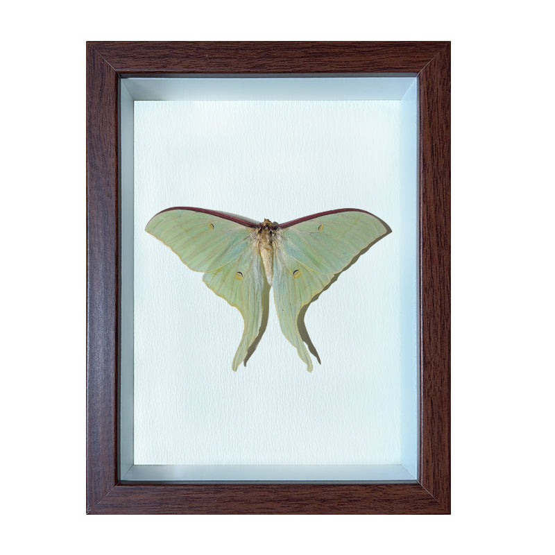 Actias ningpoana Handmade Butterfly Specimen Frame