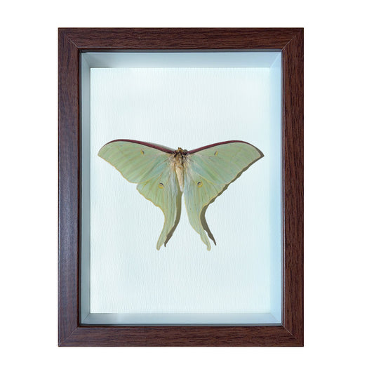 Actias ningpoana Handmade Butterfly Specimen Frame