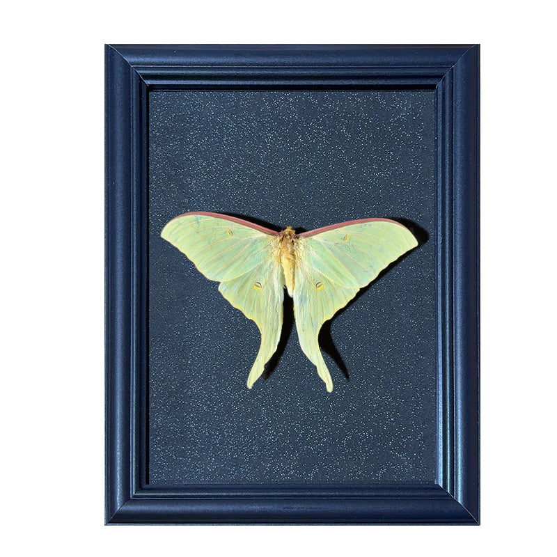 Actias ningpoana Handmade Butterfly Specimen Frame