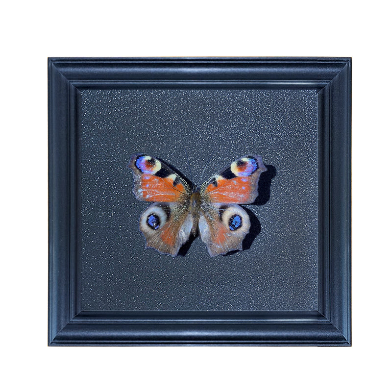 Aglais io Handmade Butterfly Specimen Frame
