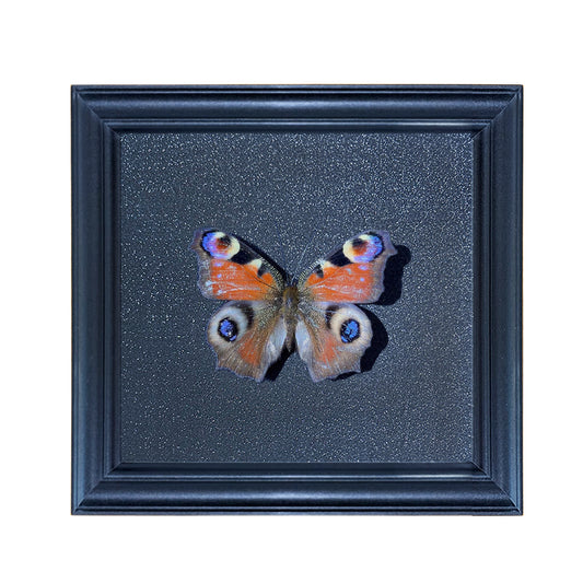 Aglais io Handmade Butterfly Specimen Frame