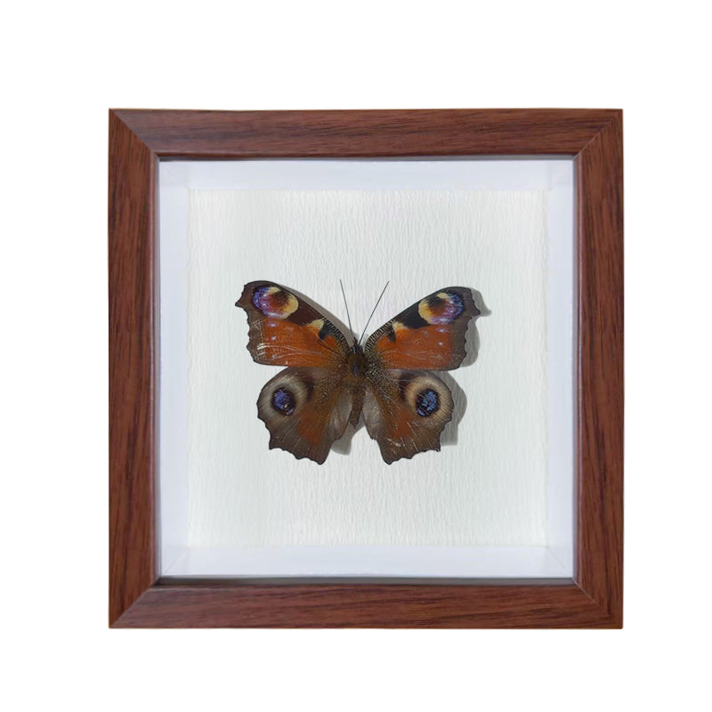 Aglais io Handmade Butterfly Specimen Frame