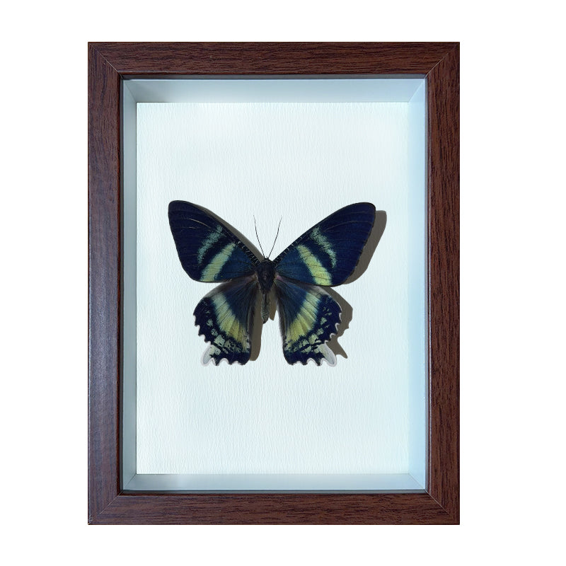 Alcides orontes Handmade Butterfly Specimen Frame