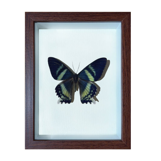 Alcides orontes Handmade Butterfly Specimen Frame
