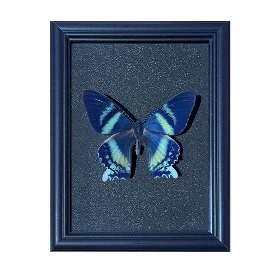 Alcides orontes Handmade Butterfly Specimen Frame