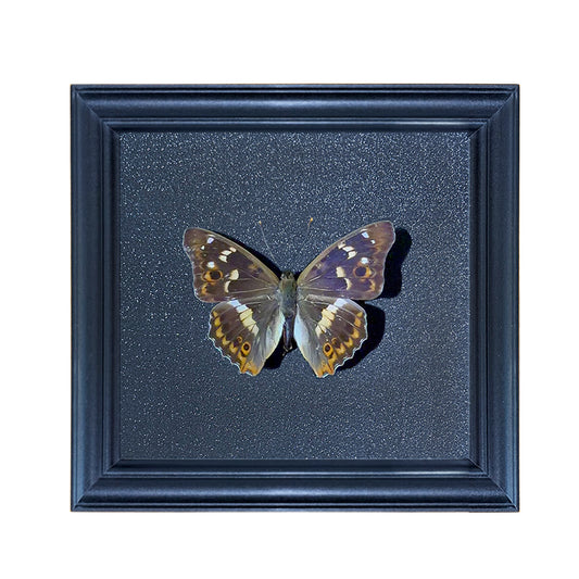 Apatura ilia Handmade Butterfly Specimen Frame