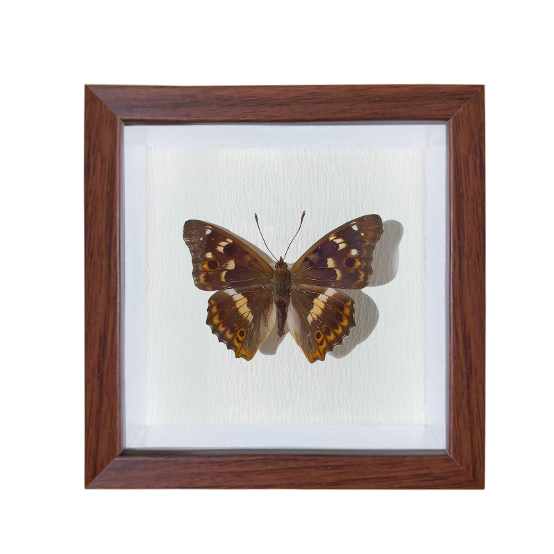 Apatura ilia Handmade Butterfly Specimen Frame