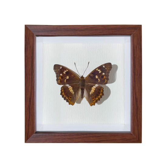 Apatura ilia Handmade Butterfly Specimen Frame