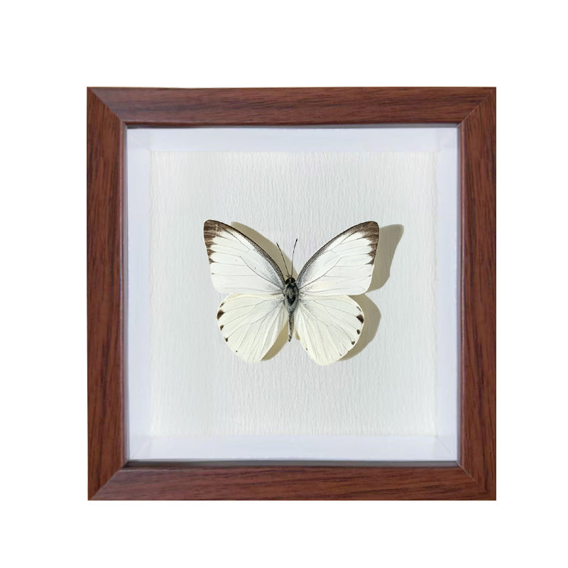 Appias albina Handmade Butterfly Specimen Frame