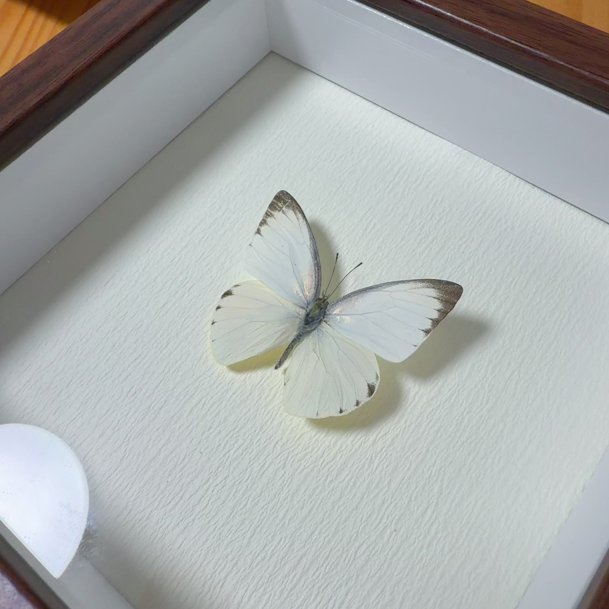 Appias albina Handmade Butterfly Specimen Frame