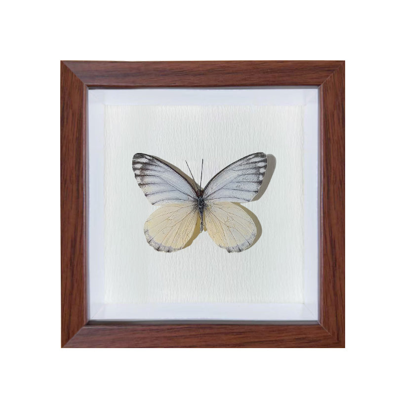 Appias lyncida Handmade Butterfly Specimen Frame