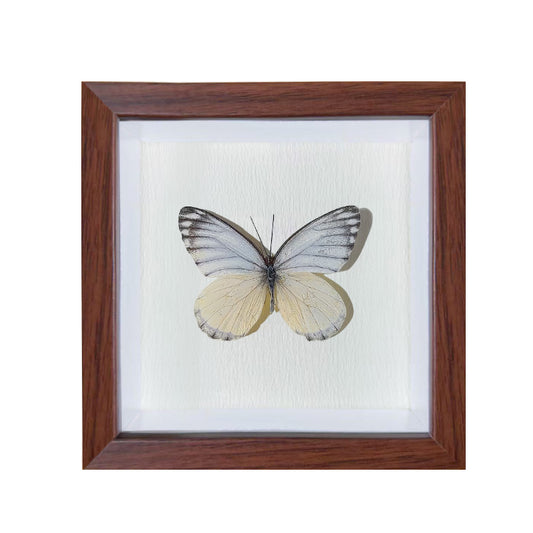 Appias lyncida Handmade Butterfly Specimen Frame