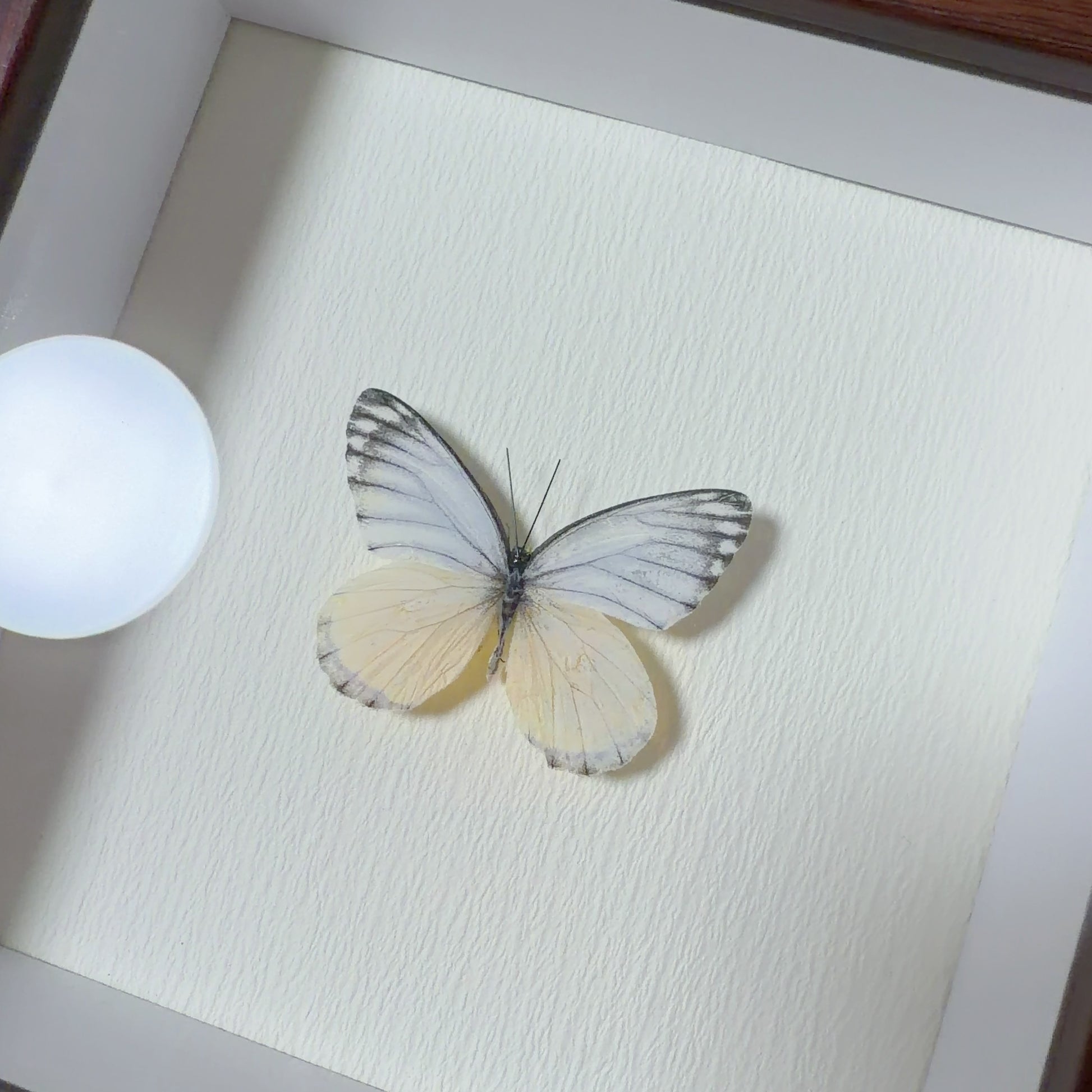 Appias lyncida Handmade Butterfly Specimen Frame