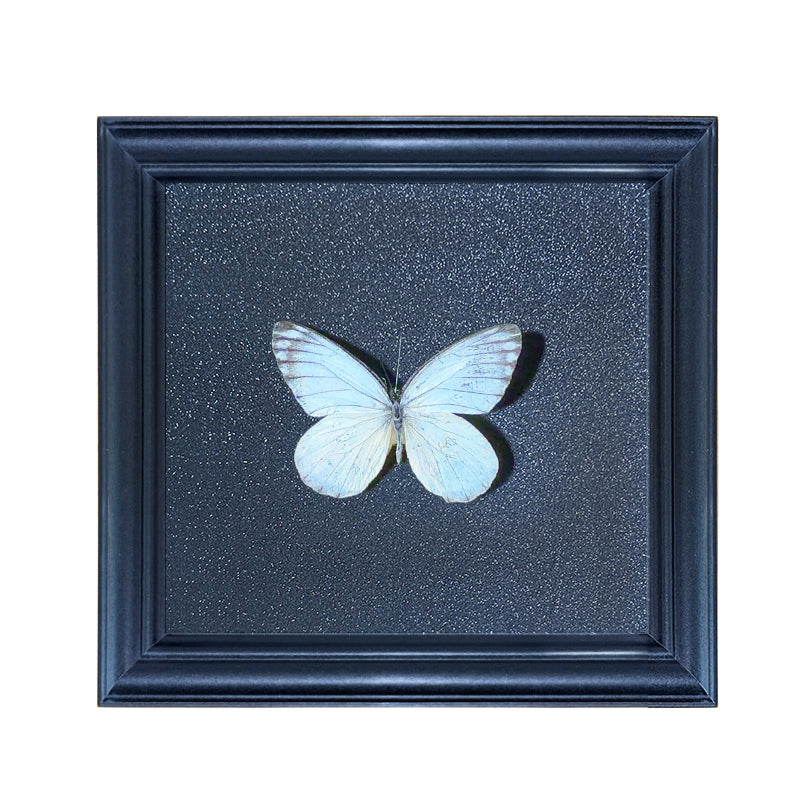 Appias lyncida Handmade Butterfly Specimen Frame