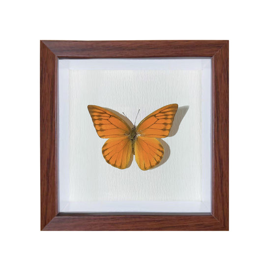 Appias nero Handmade Butterfly Specimen Frame
