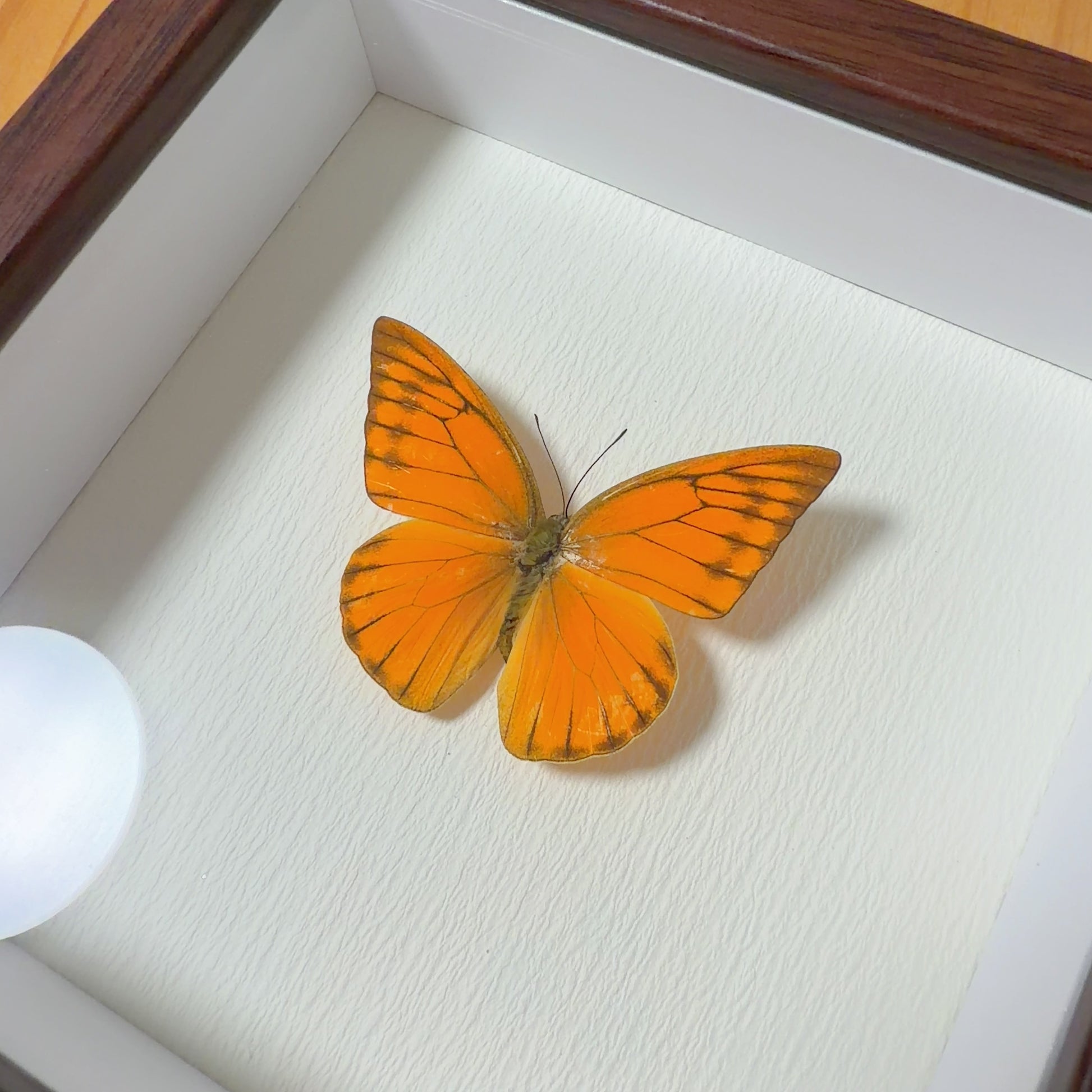 Appias nero Handmade Butterfly Specimen Frame