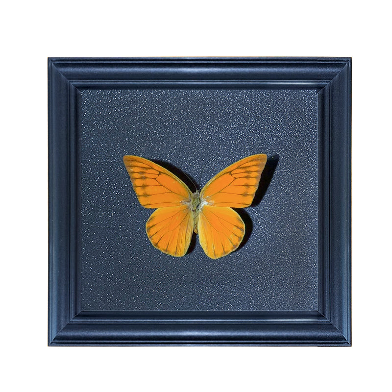 Appias nero Handmade Butterfly Specimen Frame