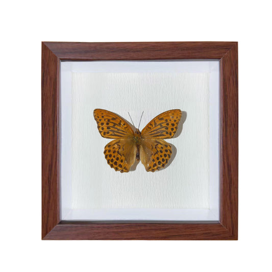 Argynnis paphia Handmade Butterfly Specimen Frame