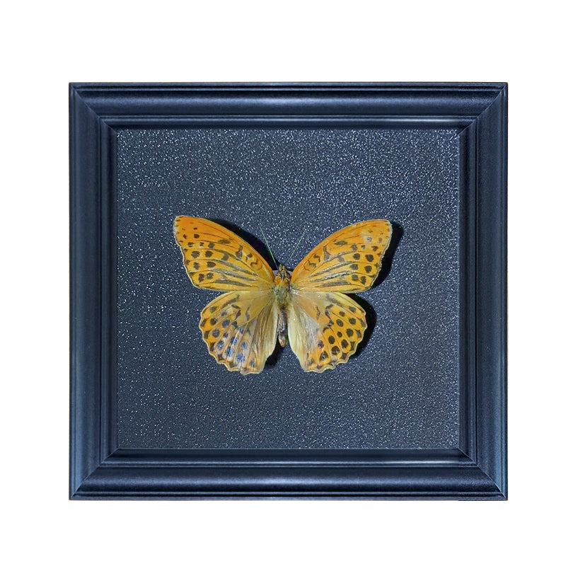 Argynnis paphia Handmade Butterfly Specimen Frame