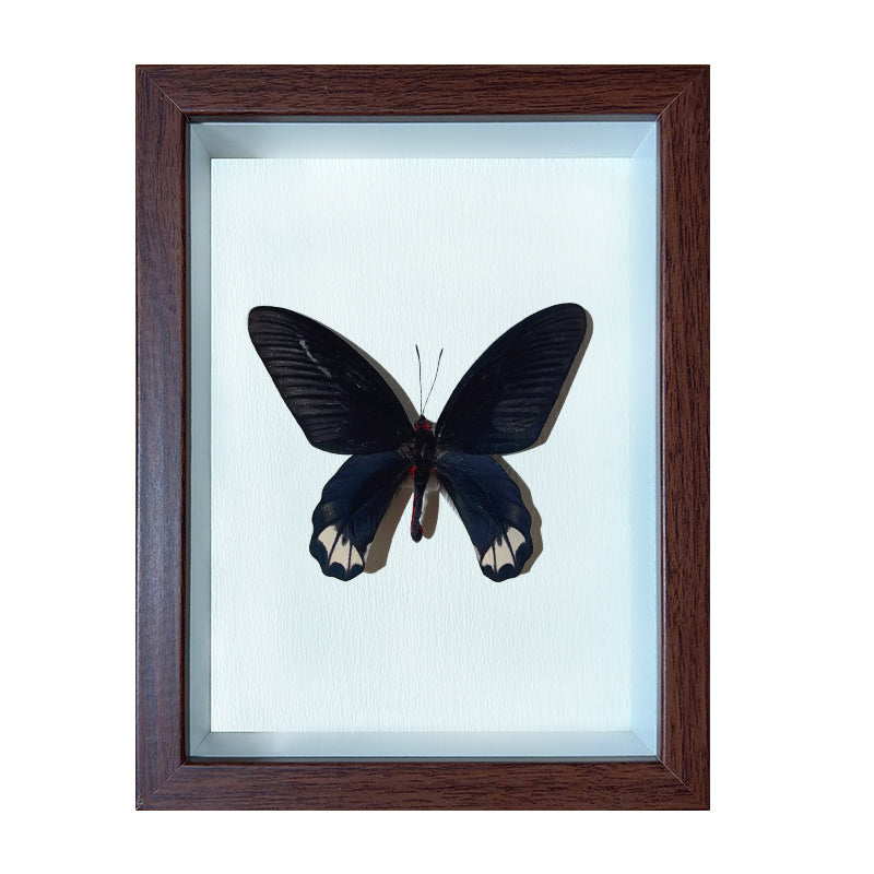 Atrophaneura horishana Handmade Butterfly Specimen Frame