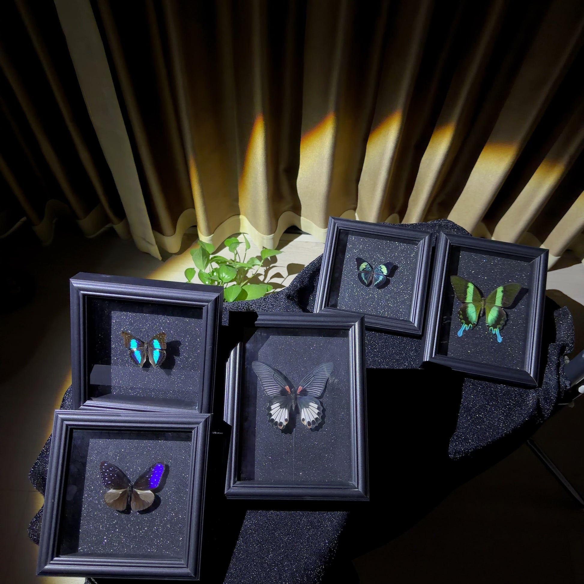 Handmade Butterfly Specimen Solid Wood Frame