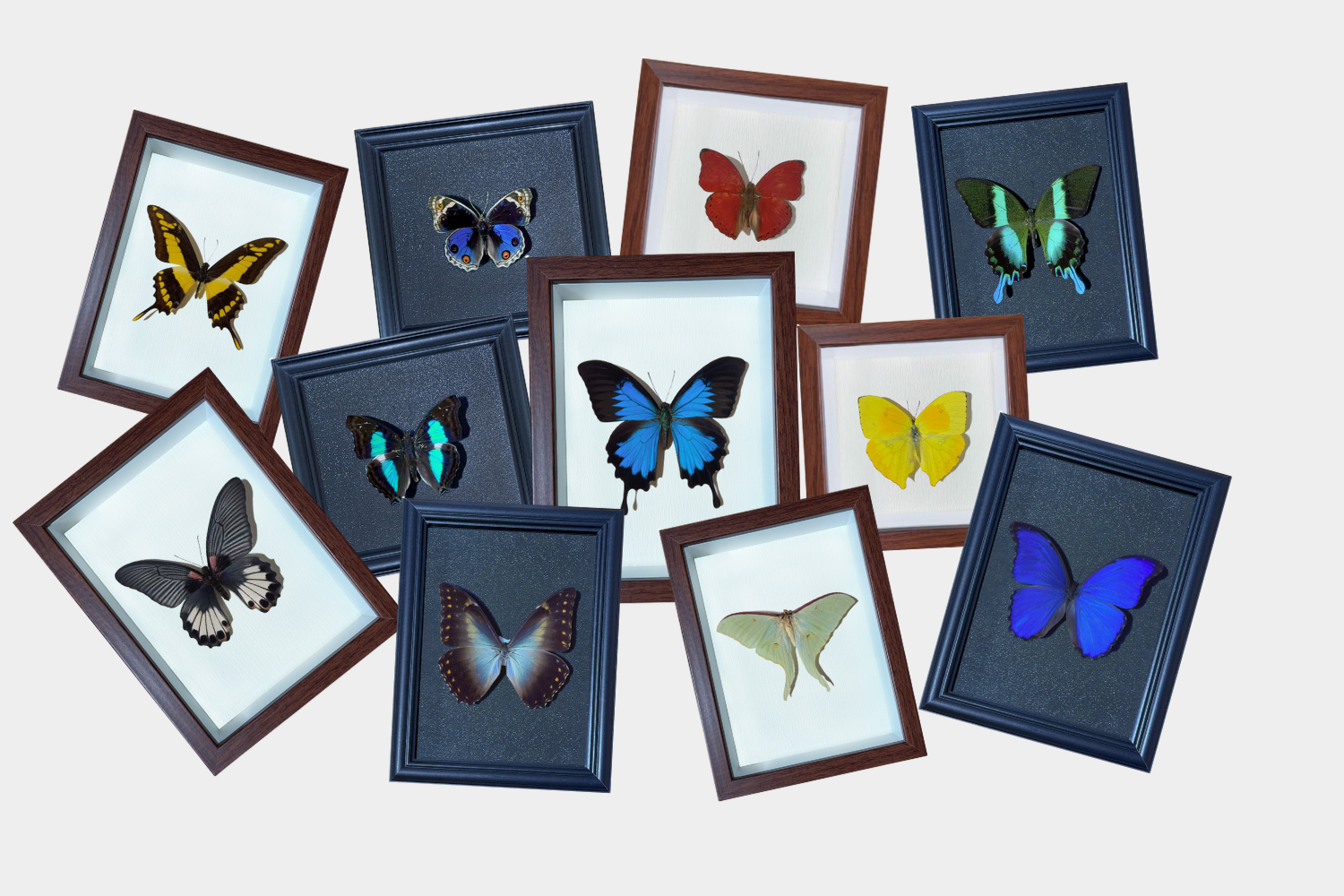 Butterfly specimen combination