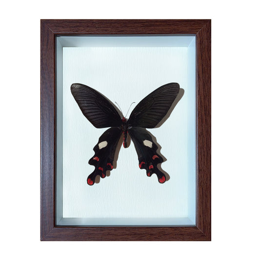 Byasa alcinous Handmade Butterfly Specimen Frame