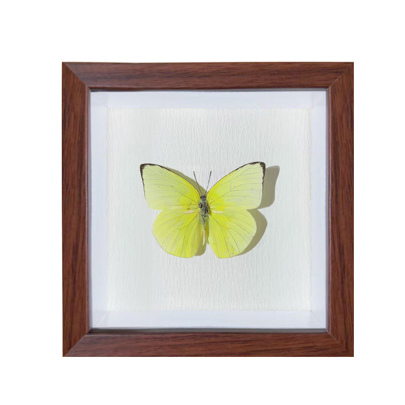 Catopsilia pyranthe Handmade Butterfly Specimen Frame