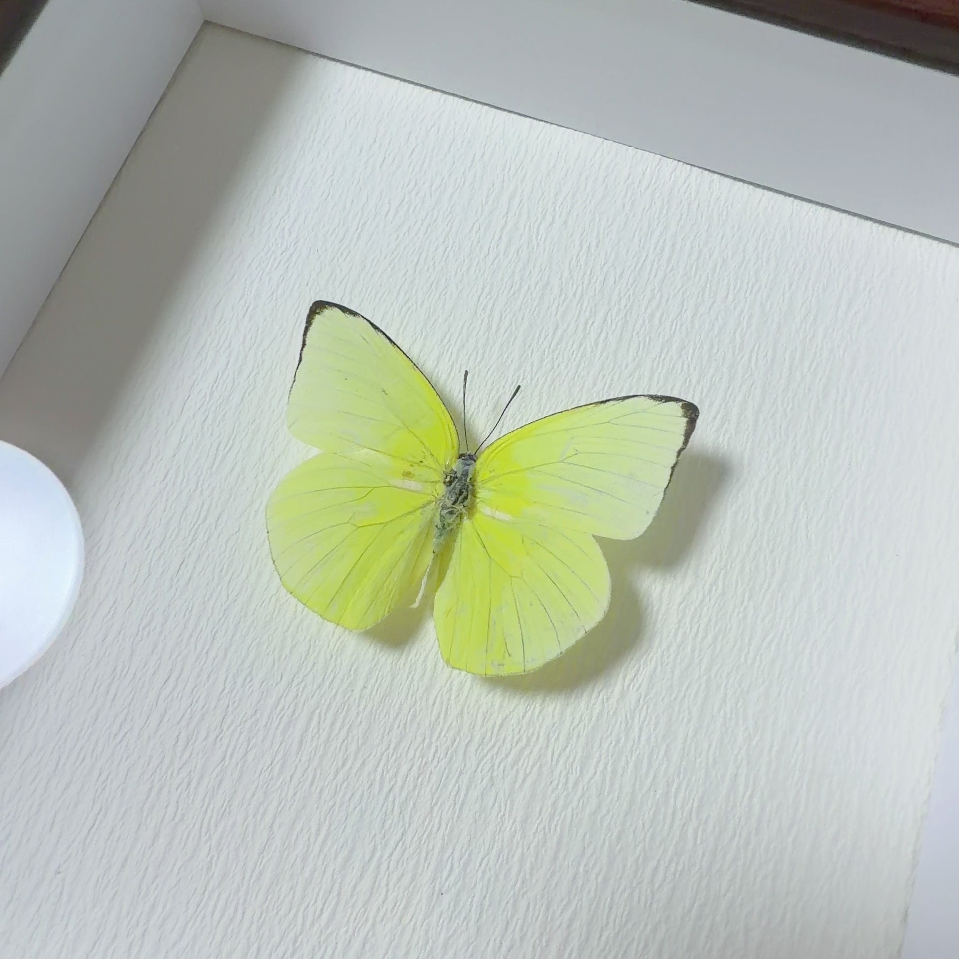 Catopsilia pyranthe Handmade Butterfly Specimen Frame