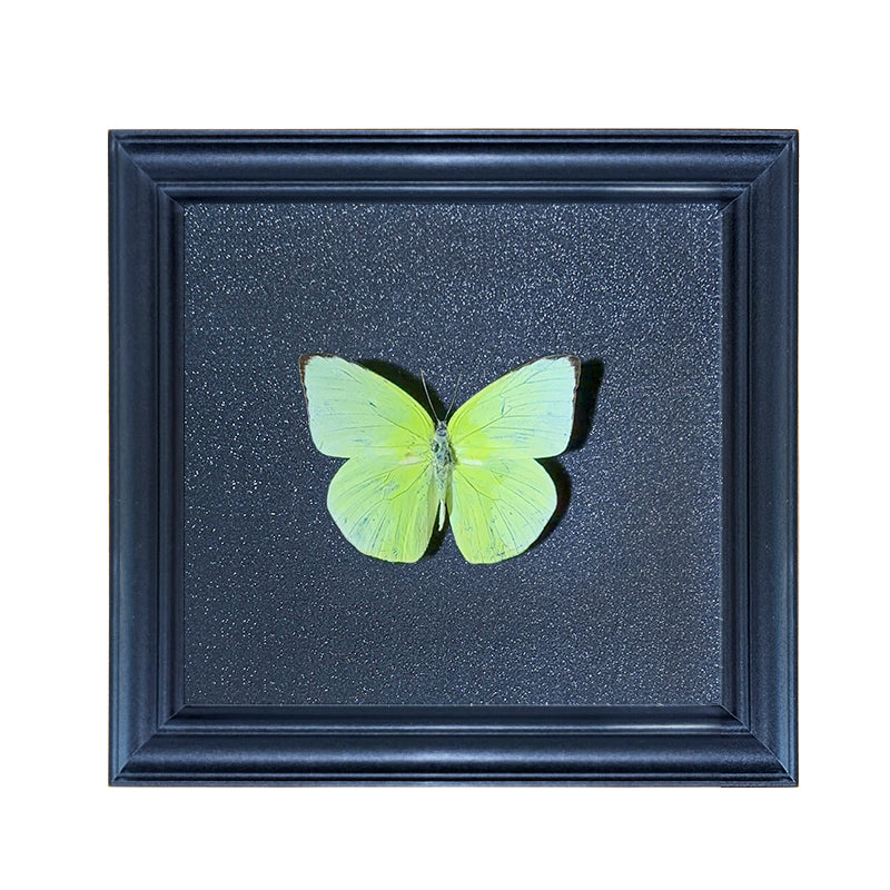 Catopsilia pyranthe Handmade Butterfly Specimen Frame