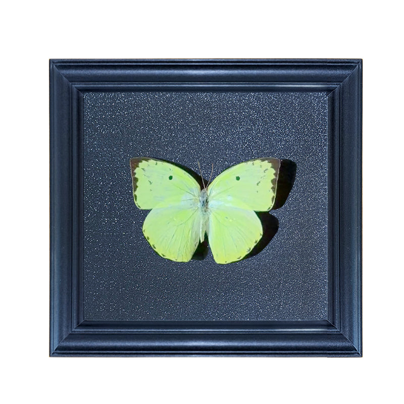 Catopsilia scylla Handmade Butterfly Specimen Frame