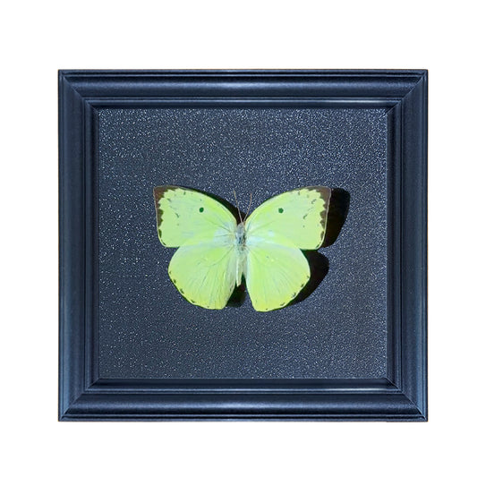 Catopsilia scylla Handmade Butterfly Specimen Frame