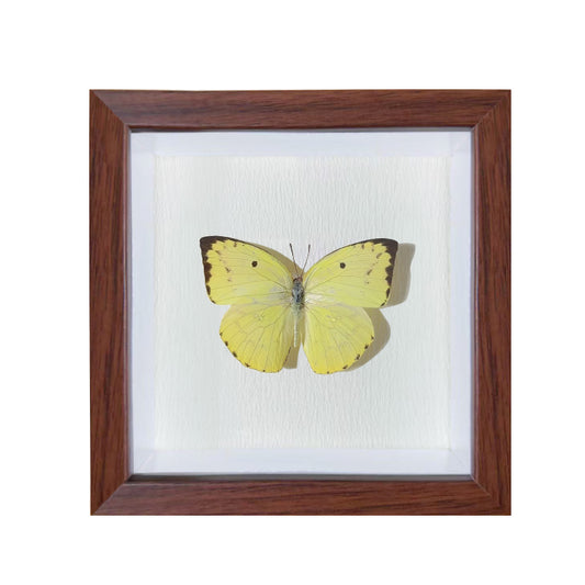 Catopsilia scylla Handmade Butterfly Specimen Frame