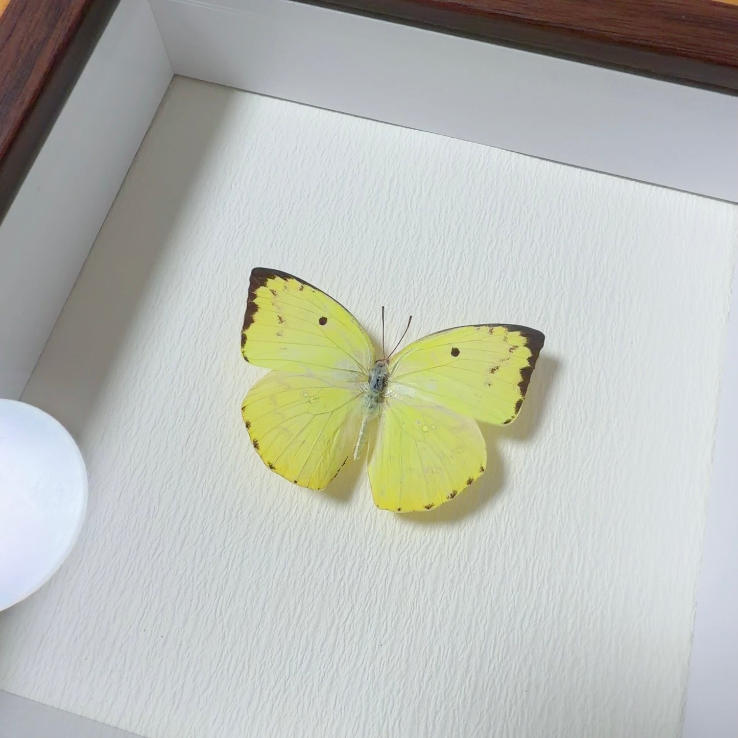 Catopsilia scylla Handmade Butterfly Specimen Frame