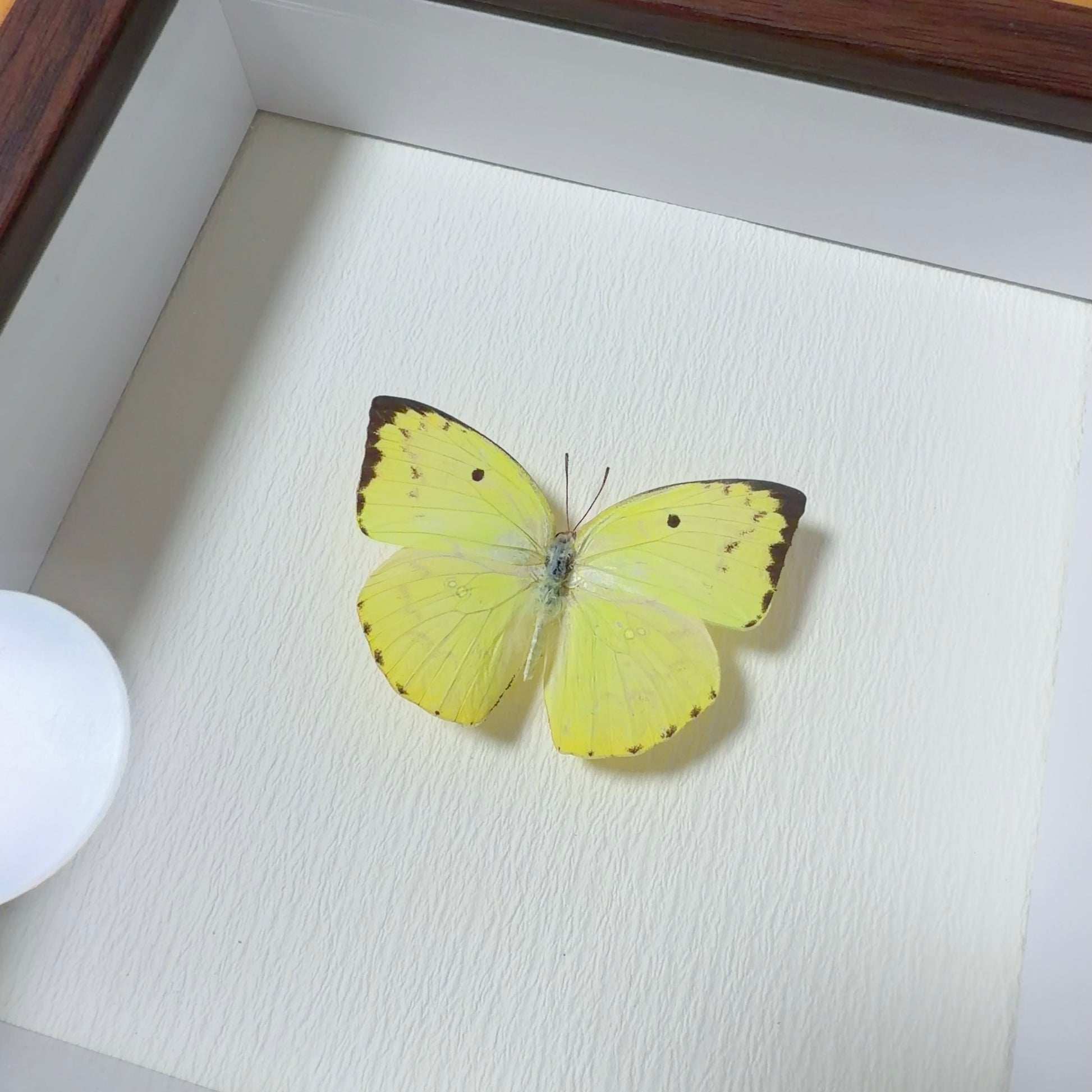 Catopsilia scylla Handmade Butterfly Specimen Frame