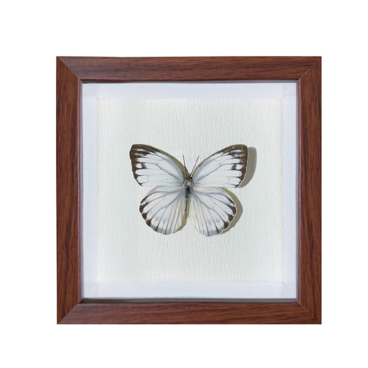 Cepora nerissa Handmade Butterfly Specimen Frame