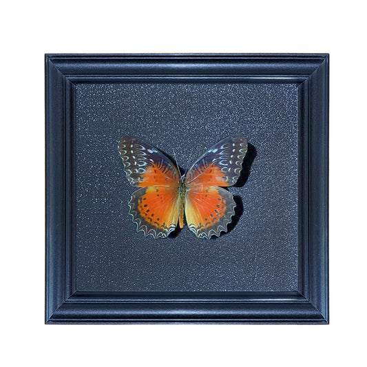 Cethosia biblis male Handmade Butterfly Specimen Frame