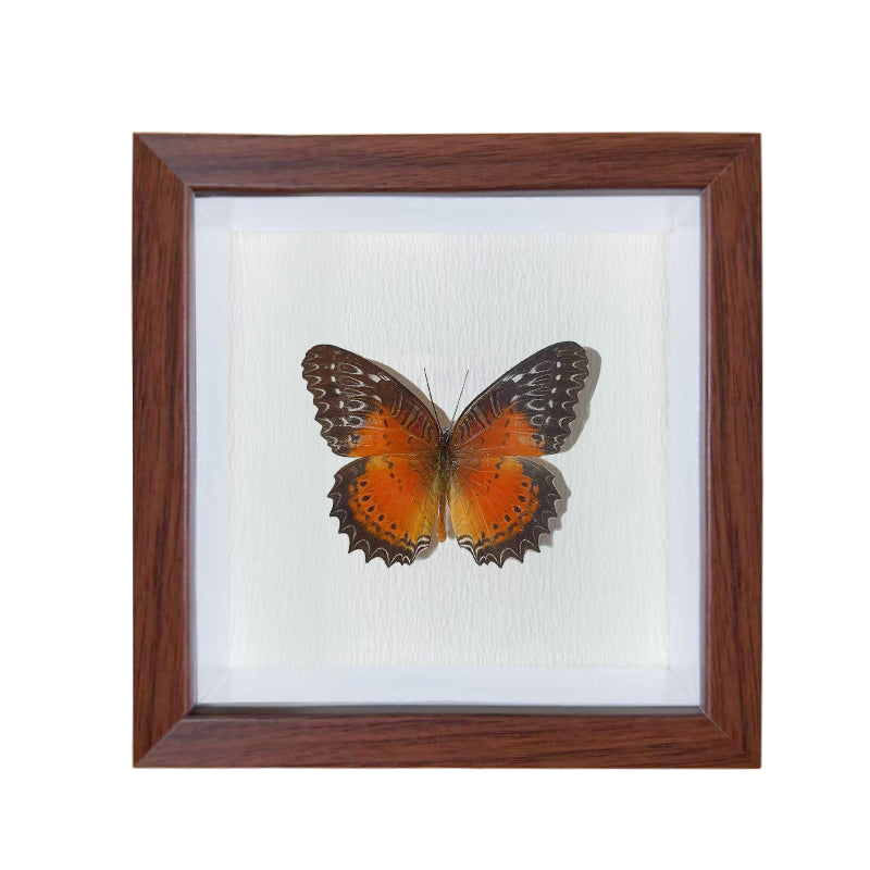 Cethosia biblis male Handmade Butterfly Specimen Frame