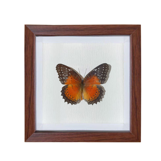 Cethosia biblis male Handmade Butterfly Specimen Frame
