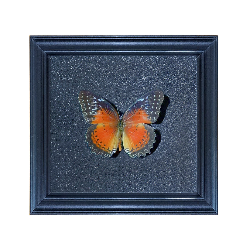 Cethosia biblis,male Handmade Butterfly Specimen Frame