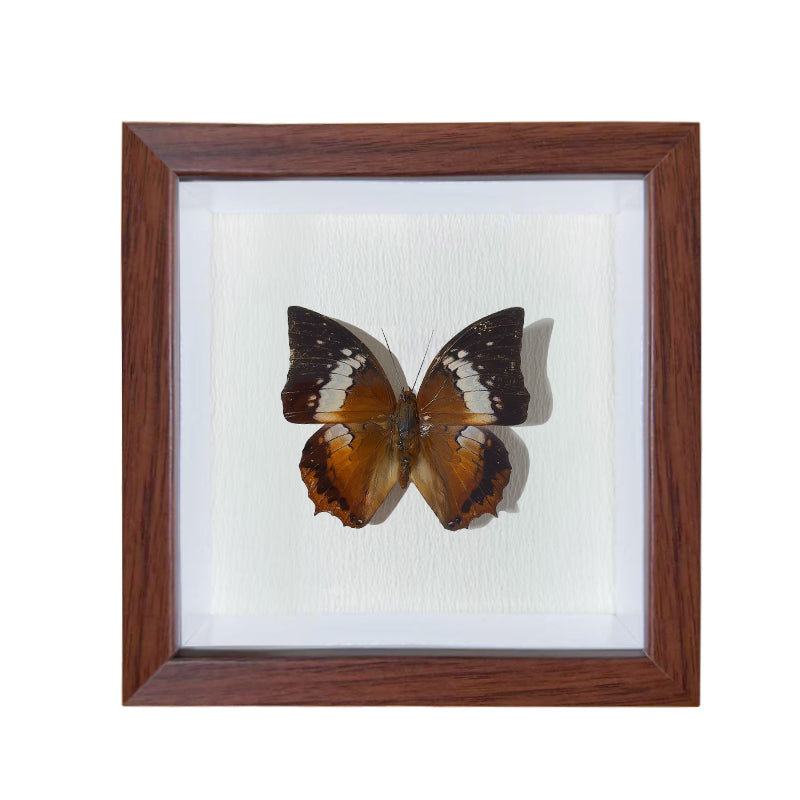 Charaxes bernardus Handmade Butterfly Specimen Frame