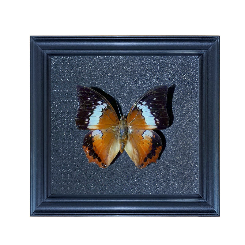 Charaxes bernardus Handmade Butterfly Specimen Frame
