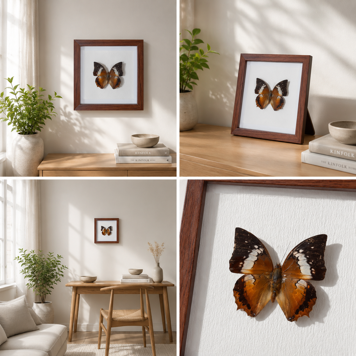Charaxes bernardus Handmade Butterfly Specimen Frame Nordic Minimalist Home Decor