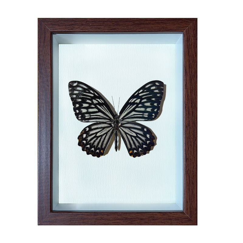 Chilasa clytia Handmade Butterfly Specimen Frame