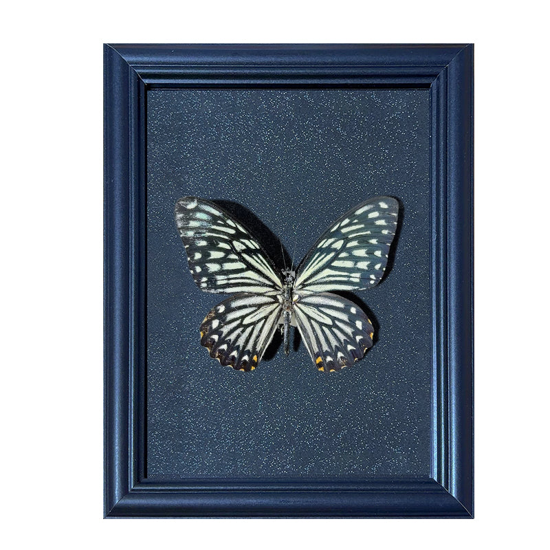 Chilasa clytia Handmade Butterfly Specimen Frame